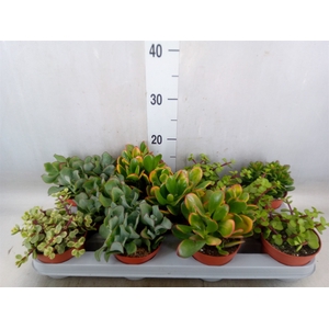 Crassula   ...mix