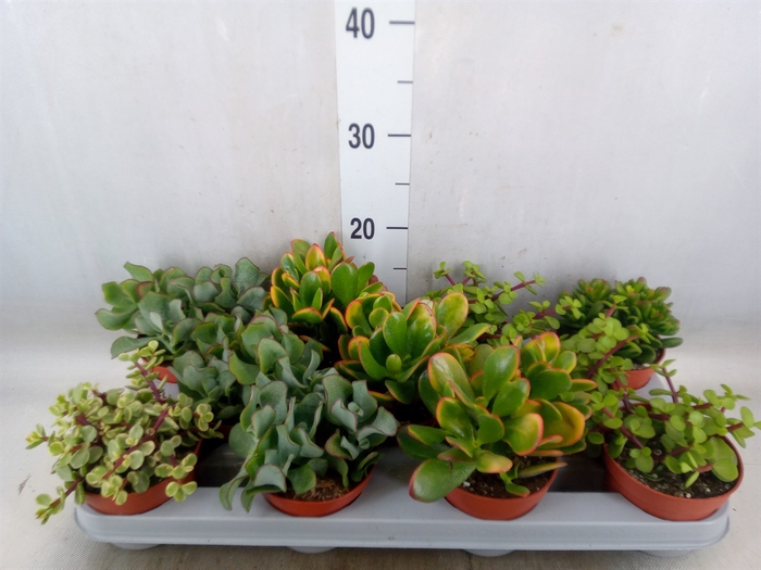 <h4>Crassula   ...mix</h4>