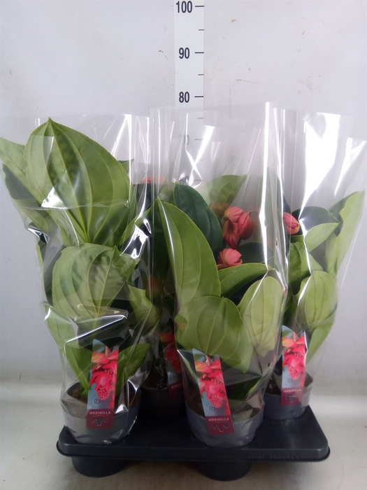 <h4>Medinilla magnifica 'Flamenco'</h4>