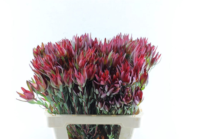 <h4>Leucad Sal Blush Ex</h4>