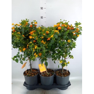 Lantana camara 'Simon Orange'