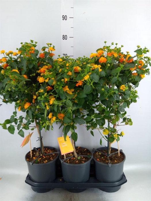<h4>Lantana camara 'Simon Orange'</h4>