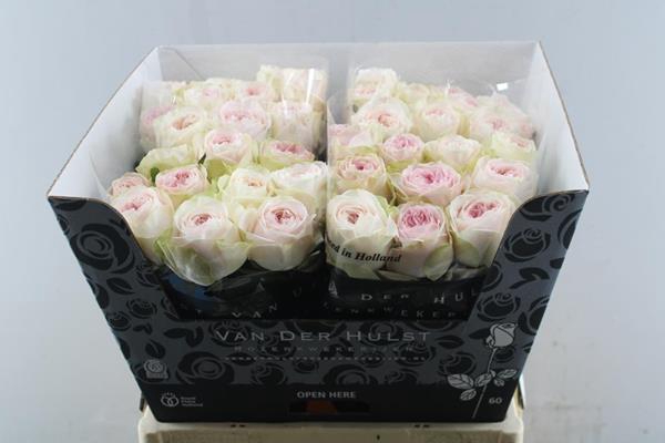 <h4>R Gr Bal Summerhouse L60</h4>