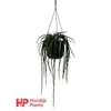 Rhipsalis Paradoxa hangpot Minor