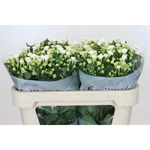 Bouvardia enkelbloemig White Sensation