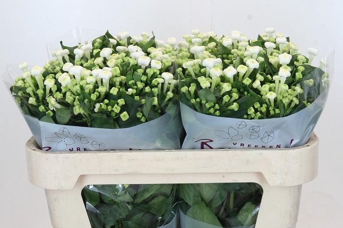 <h4>Bouvardia enkelbloemig White Sensation</h4>