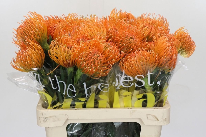 <h4>Nutans Ayoba Peach</h4>