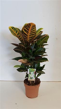 Codiaeum Petra