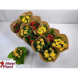 CALC X HERBEOHYBRIDA