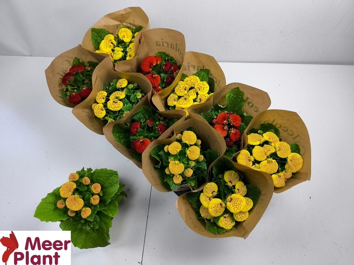 <h4>CALC X HERBEOHYBRIDA</h4>