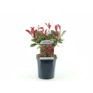 Photinia fras. Carre Rouge