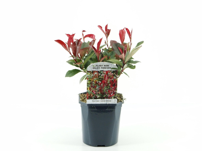 <h4>Photinia fras. Carre Rouge</h4>