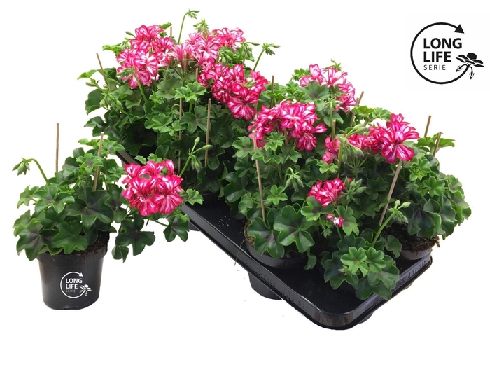 <h4>Pelargonium Peltatum 'Balkon Rouge/Blanc Double</h4>