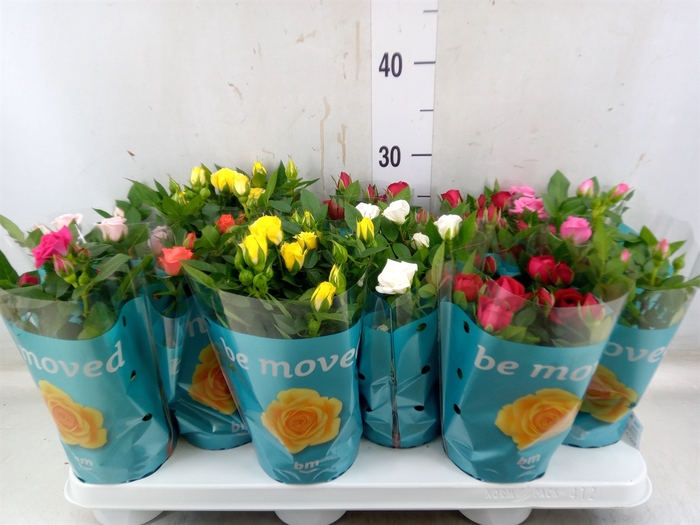 <h4>Rosa  'Beau Monde'   ...mix</h4>