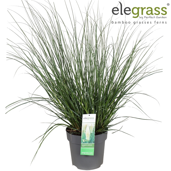 <h4>Cortaderia selloana Evita P29</h4>