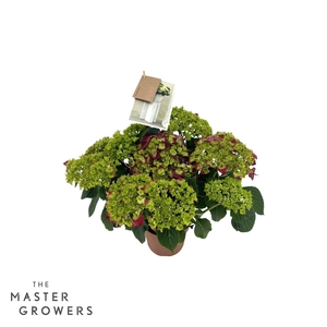 Hydrangea Hi Fire Lila 5/6 flowers