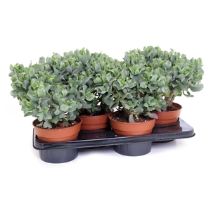 Crassula arborescens cristaat 17 cm