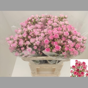 R TR KATE-LYNN PINK