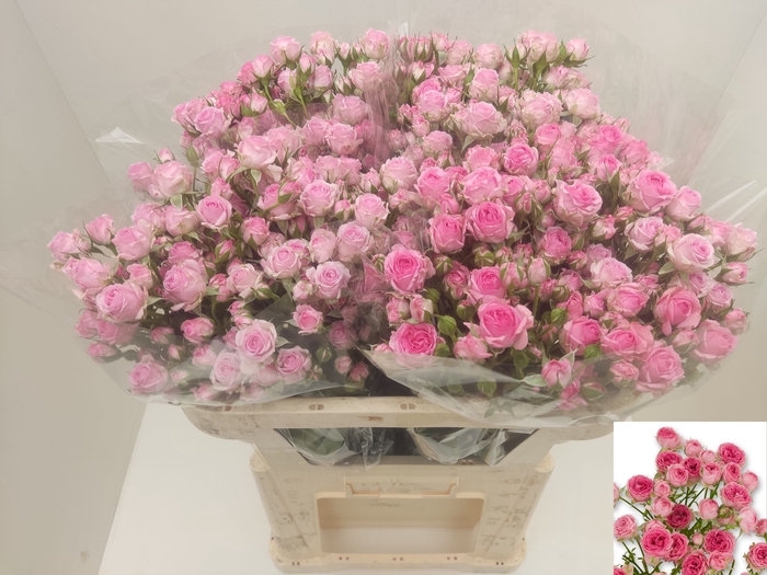 <h4>R TR KATE-LYNN PINK</h4>