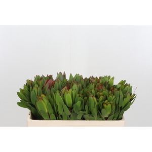 Leucadendron Saf Goldstrik