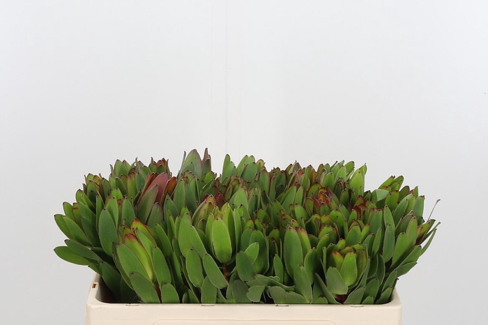 <h4>Leucadendron Saf Goldstrik</h4>