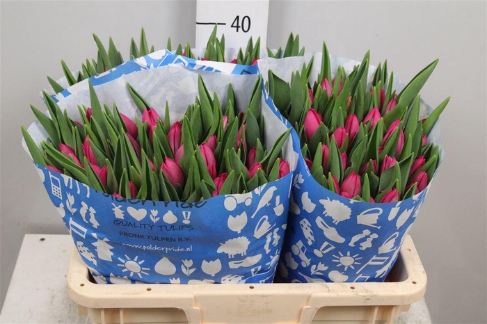 <h4>Tu En Pink Ardour</h4>