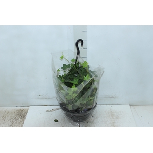 HEDERA VERDE C21