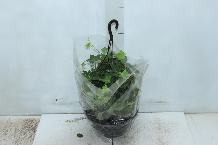 <h4>HEDERA VERDE C21</h4>