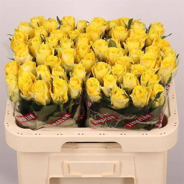 <h4>R GR GOOD TIMES</h4>