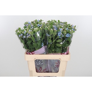 Oxypetalum Coeruleum