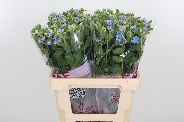 <h4>Oxypetalum Coeruleum</h4>