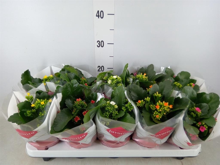 <h4>Kalanchoe blos.   ..mix 6</h4>