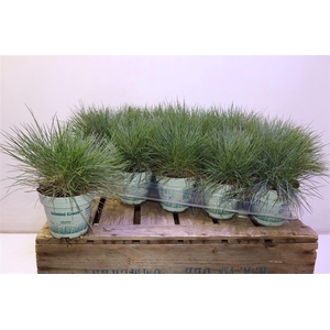 Fest Gl Compact Blue