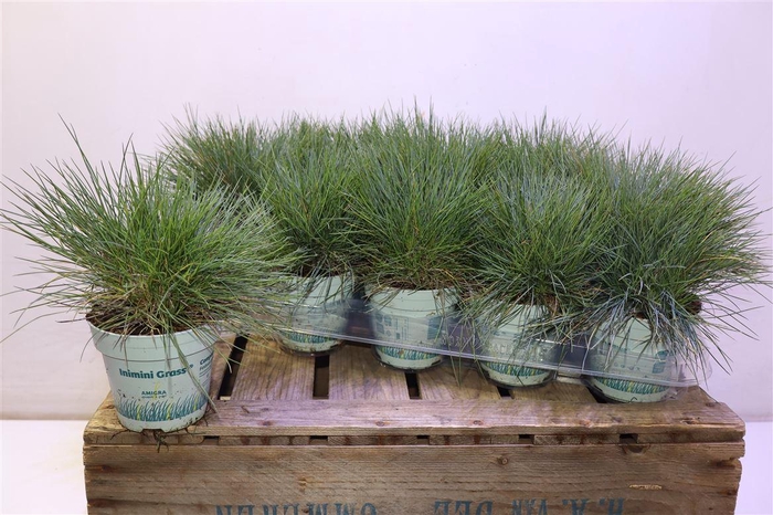 <h4>Fest Gl Compact Blue</h4>