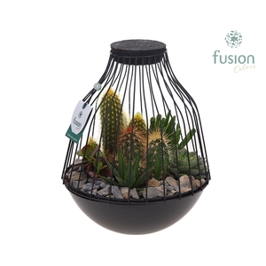 Vogelkooi metaal zwart Large LED met Cactussen