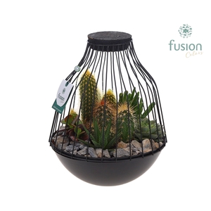 Vogelkooi metaal zwart Large LED met Cactussen