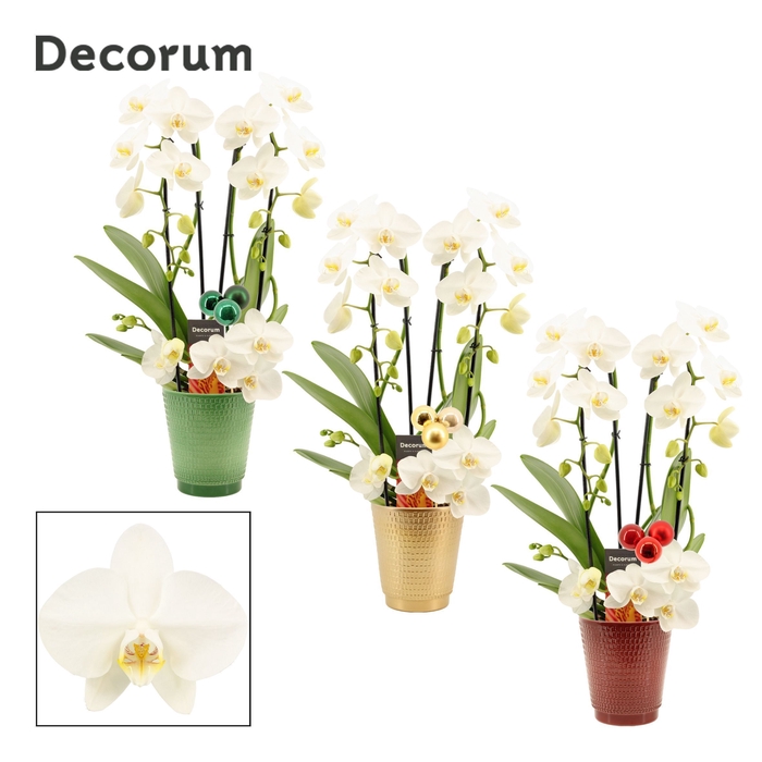 <h4>Phalaenopsis twirl wit in Mariah met kerstballen bijsteker (Deco</h4>