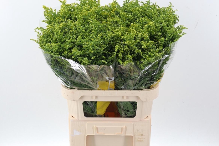 <h4>Soli Carzan Glory</h4>