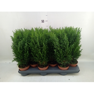 Chamaecyparis laws. 'Ellwoodii'