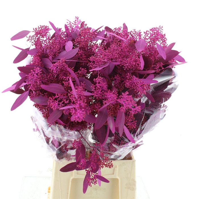 <h4>Euca Populus Berries Bloei Abs Cerise 300gr</h4>