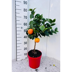 Citrus sinensis Arcobal on stem