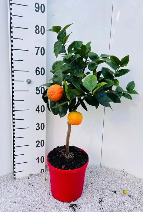<h4>Citrus sinensis Arcobal on stem</h4>