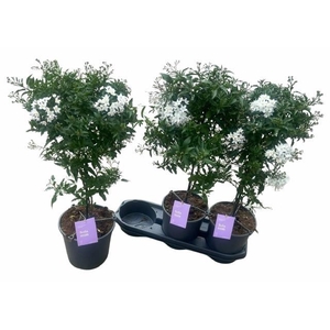 SOLANUM JASMINOIDES