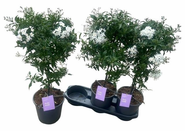 <h4>SOLANUM JASMINOIDES</h4>