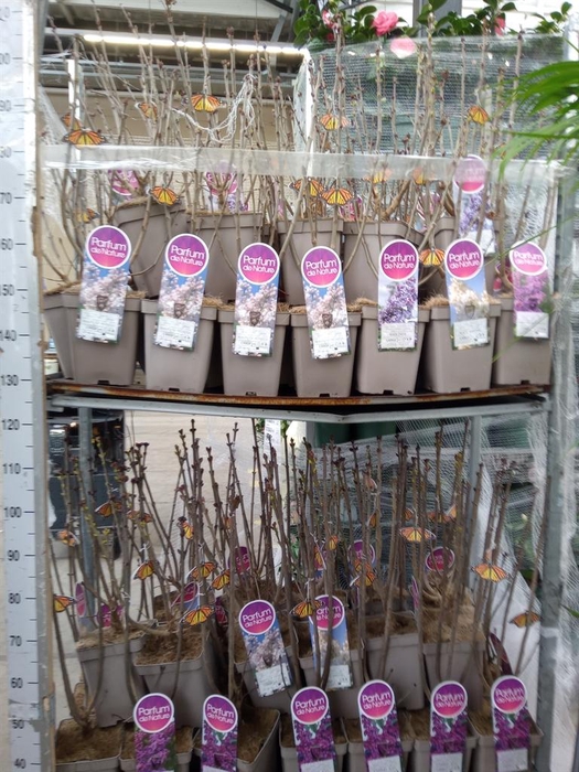 <h4>Syringa vulg.</h4>