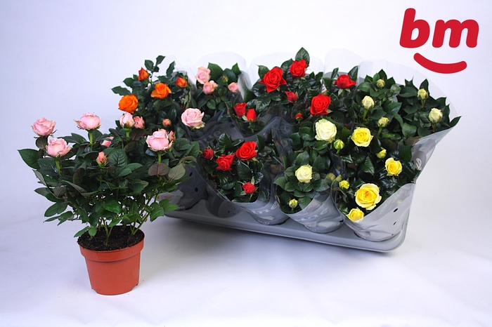 <h4>RO B MONDE GEM</h4>