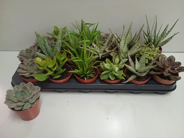 <h4>SUCC GEM 6 SRT</h4>