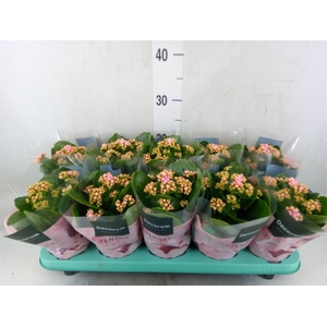 Kalanchoe blos. 'Serenity Rosa'
