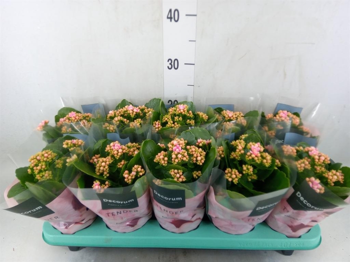 <h4>Kalanchoe blos. 'Serenity Rosa'</h4>