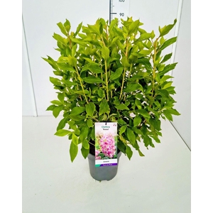 Clethra alnifolia